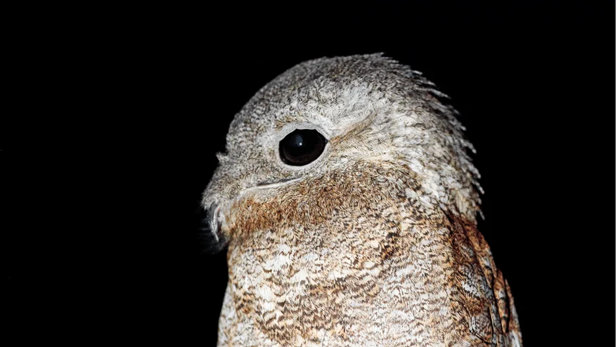 Interesting facts about the ghost bird urutau